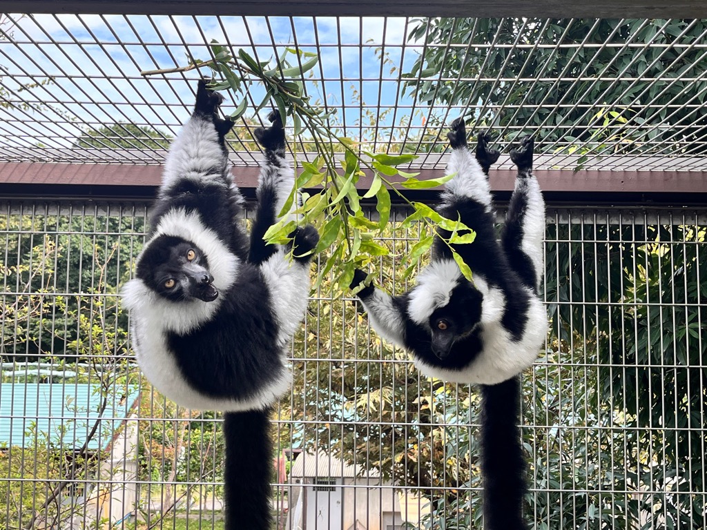 写真：エリマキキツネザル