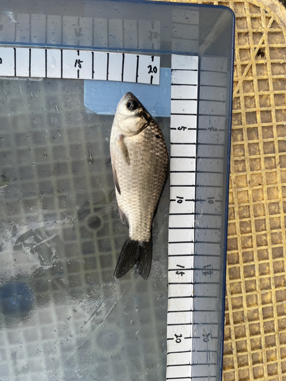 放流されたフナの稚魚の画像