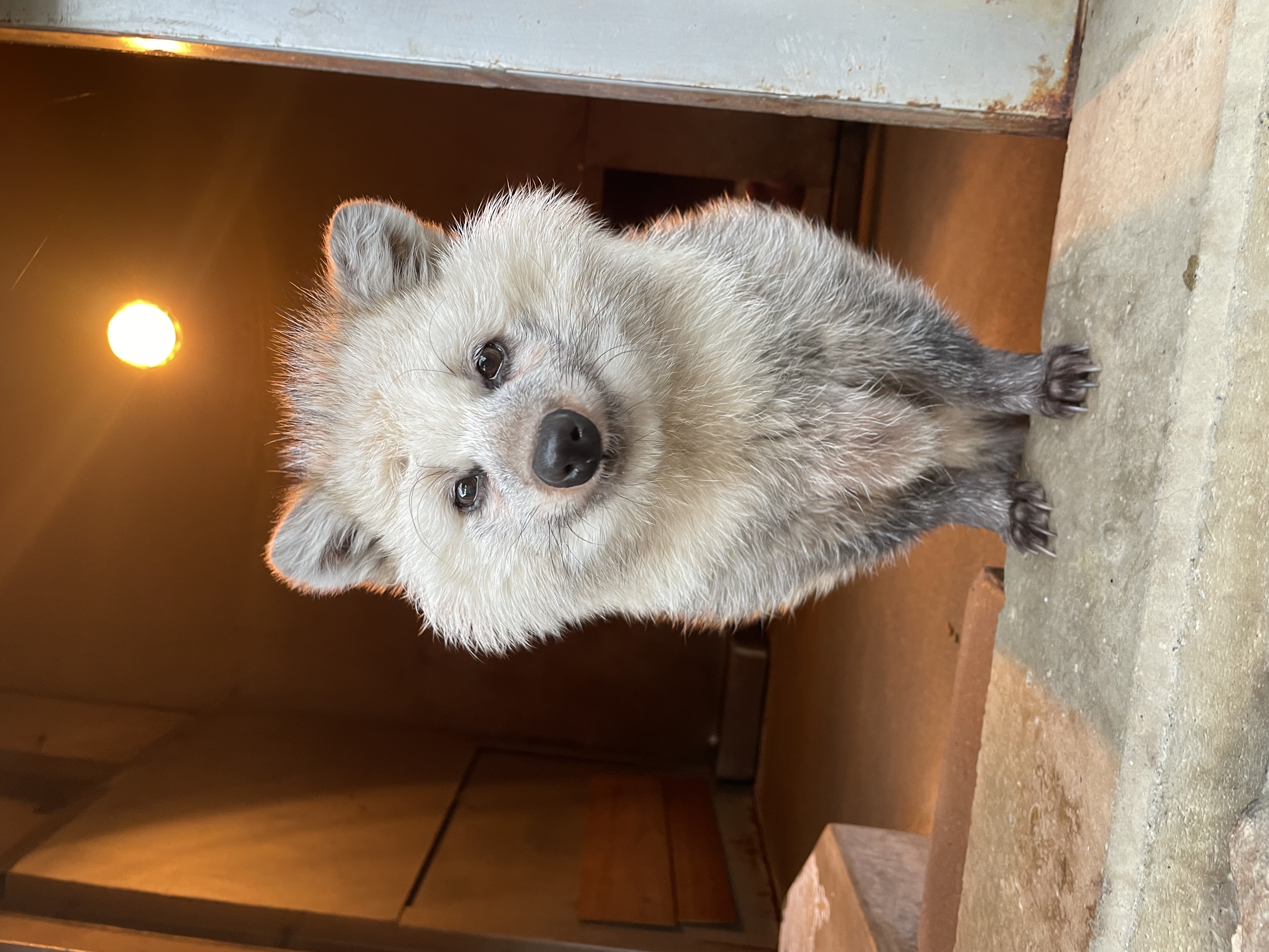 写真：ホンドタヌキのムク♂