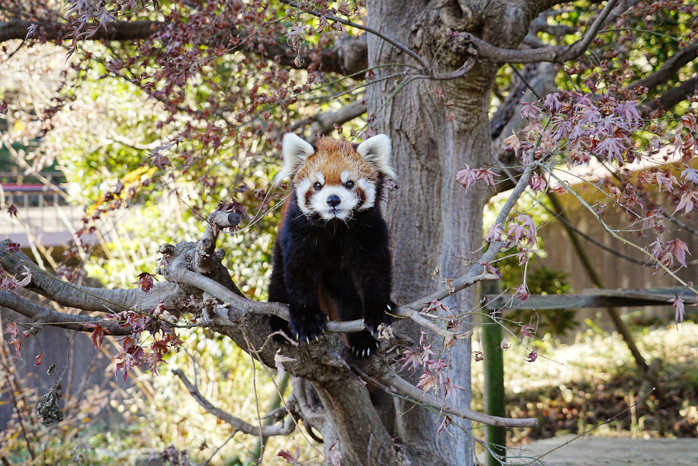 レッサーパンダ1号舎12月8日の紅葉の写真2