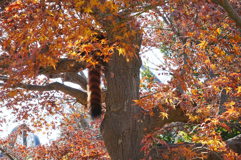 レッサーパンダ1号舎12月1日の紅葉の写真2