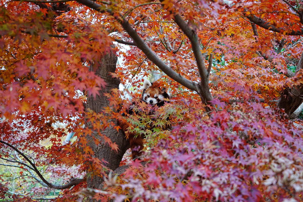 レッサーパンダ1号舎11月25日の紅葉の写真2