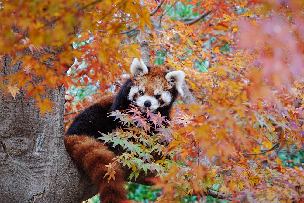 レッサーパンダ1号舎11月25日の紅葉の写真3