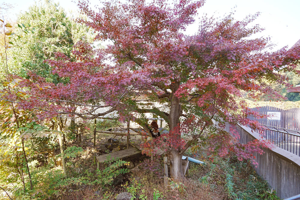 レッサーパンダ1号舎11月17日の紅葉の写真1