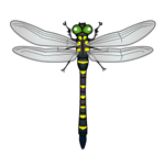 イラスト：とんぼ