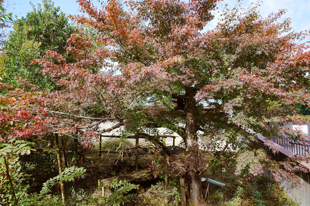 レッサーパンダ1号舎11月10日の紅葉の写真1