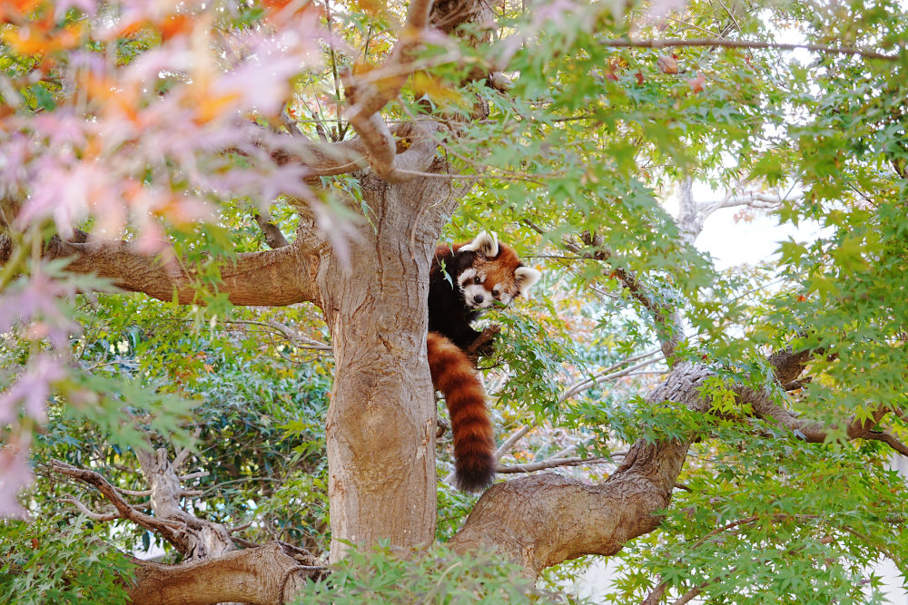レッサーパンダ1号舎11月10日の紅葉の写真2