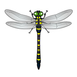 トンボのイラスト