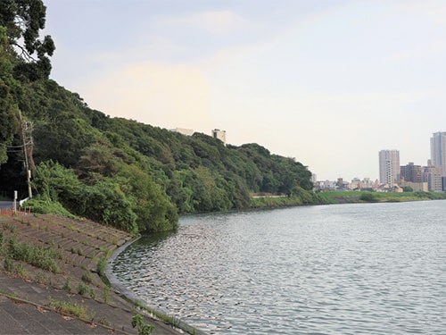 画像：国府台の崖