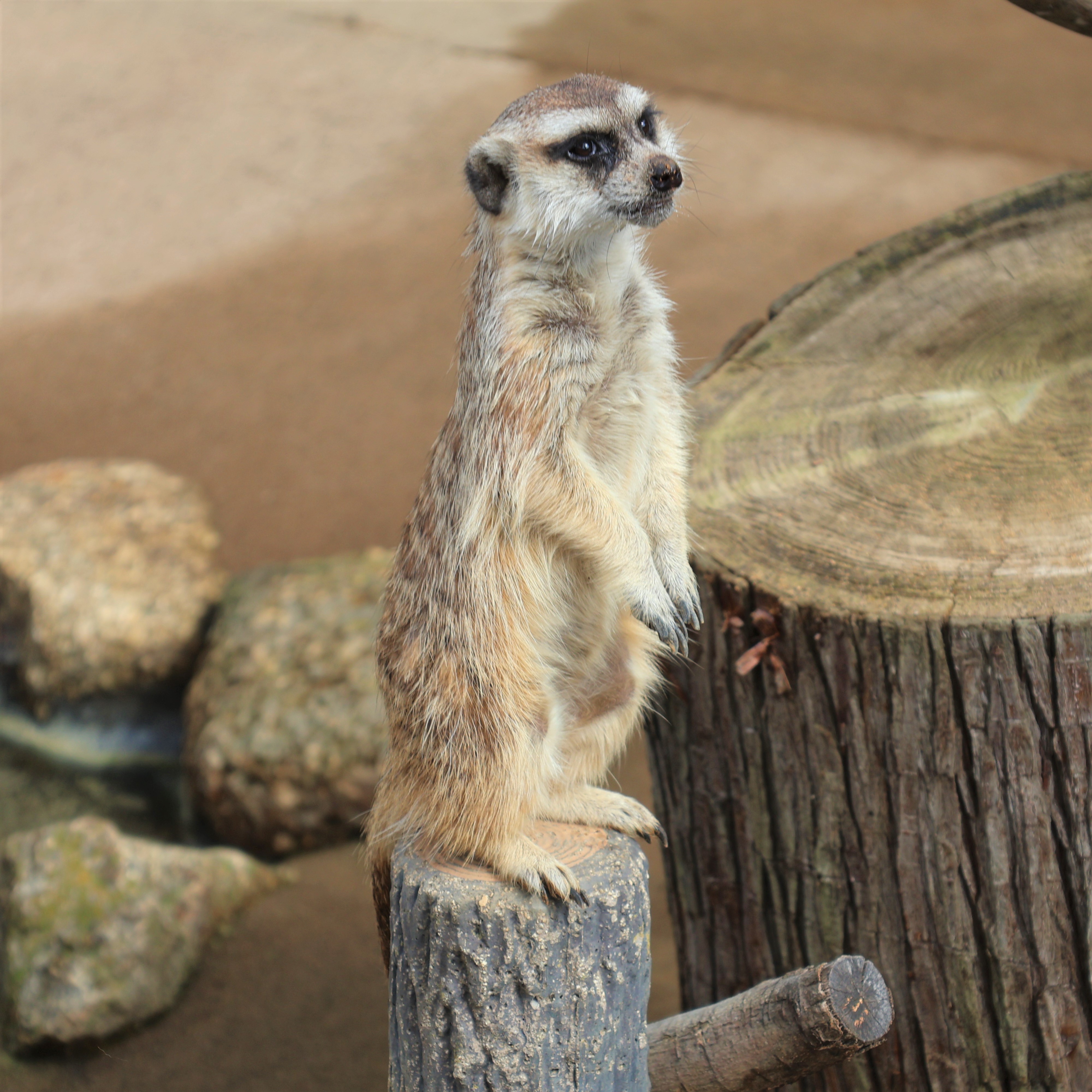 写真：ピンと立ち上がっているミーアキャット