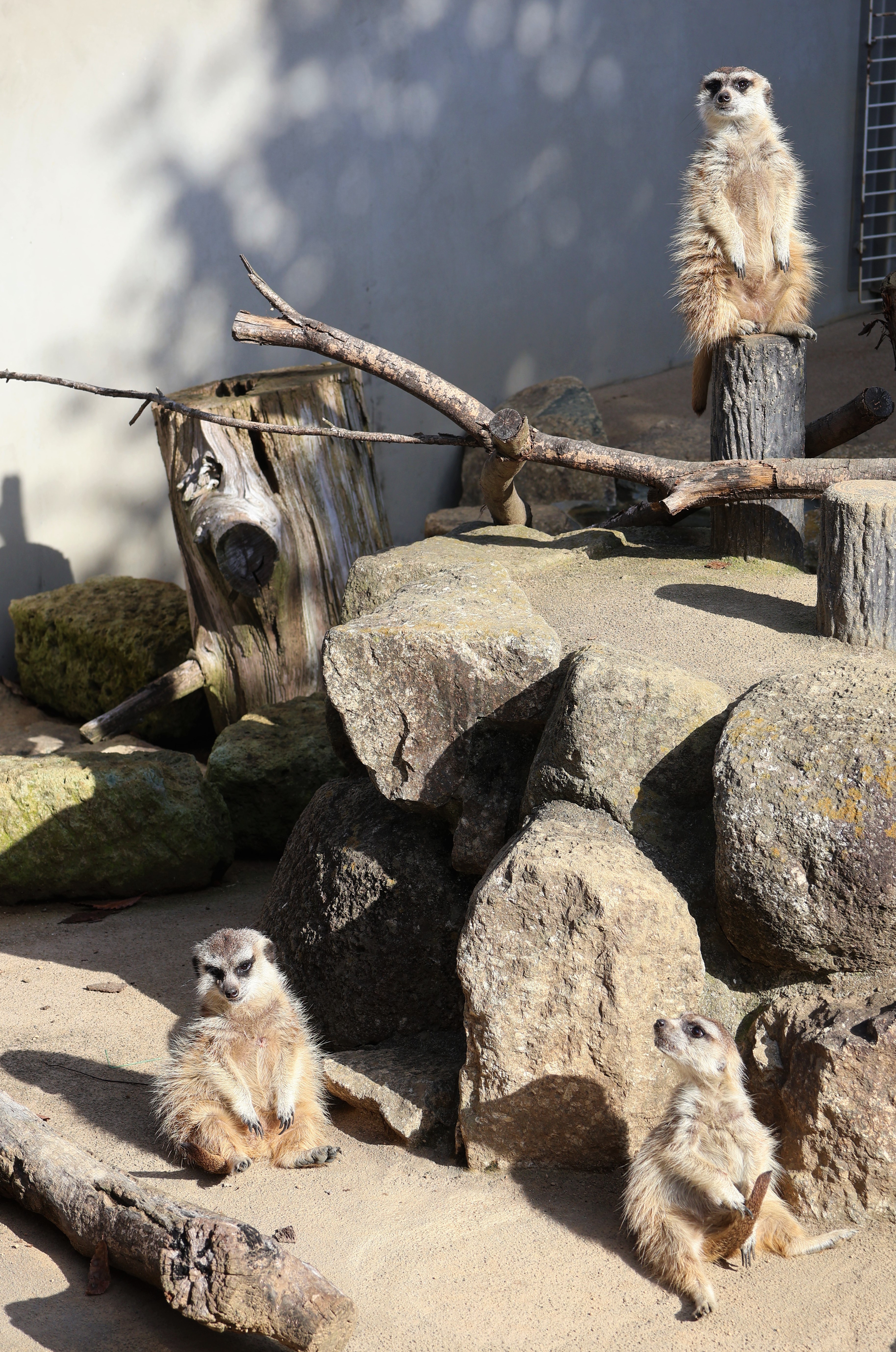 写真：見張りと日光浴をするミーアキャット3頭