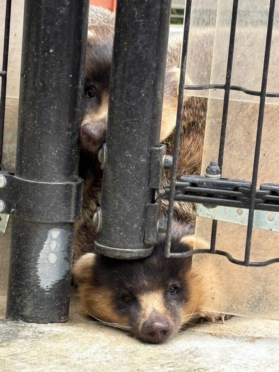 写真：扉の隙間から顔を出す二ホンアナグマ