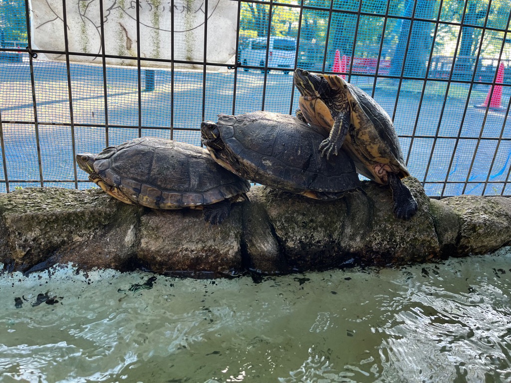 画像：並ぶアカミミガメの写真