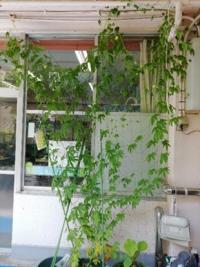 緑のカーテンの様子２