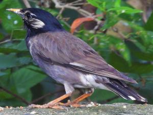 ムクドリの画像