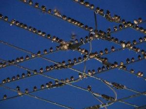 ムクドリの群れの写真