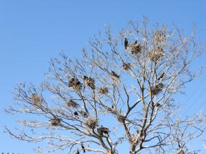 カワウの巣の画像