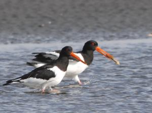 マテガイの画像