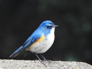 ルリビタキの雄の画像