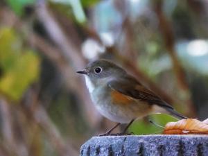 ルリビタキの雌の画像