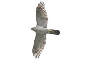 飛んでいるオオタカ