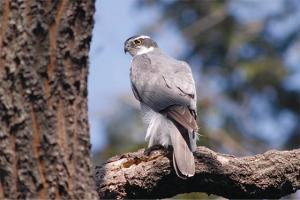 木にとまっているオオタカ