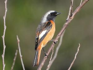 画像:ジョウビタキオス