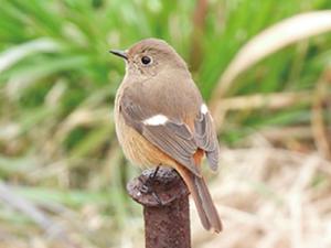 画像:ジョウビタキメス