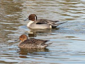画像:上がオス、下がメス
