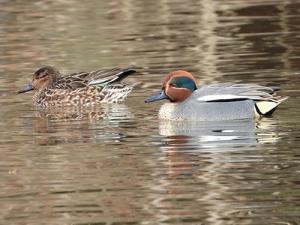 画像:左がメス、右がオス