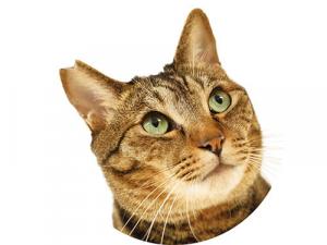 【0207号3面】雄