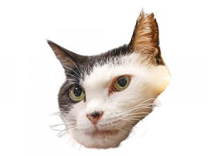 【0207号3面】メス