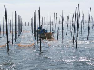 画像:網張りの様子