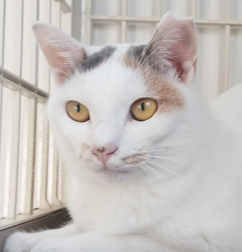 みつまめの画像