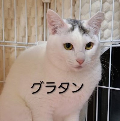 グラタンの画像