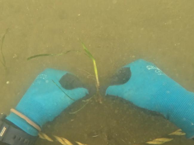 移植の様子の写真②