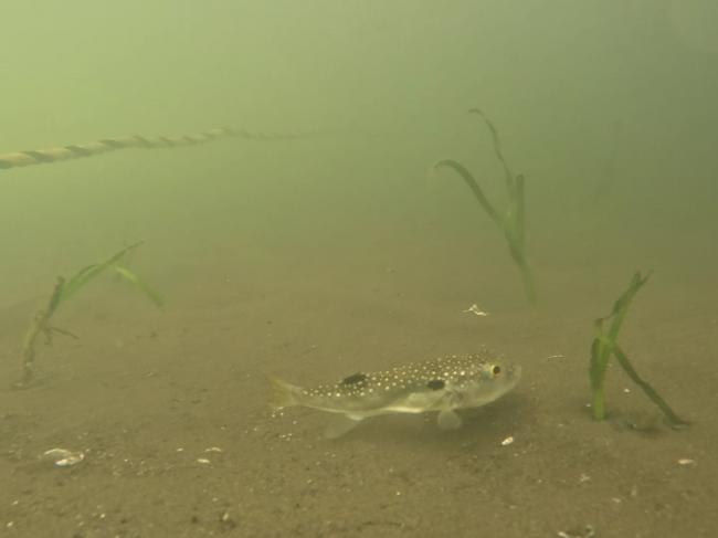 移植の様子の写真③
