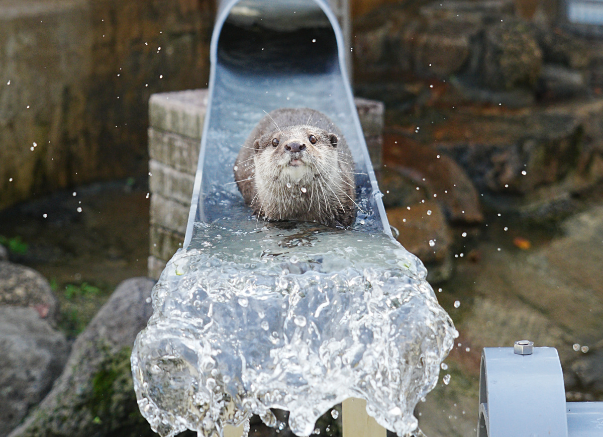 流しカワウソ