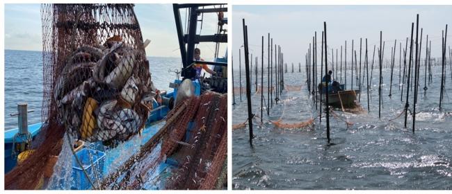 スズキと生ノリの漁の写真