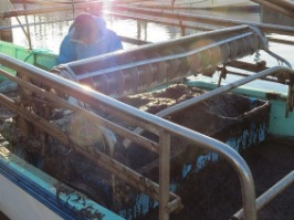 収穫されたノリの写真