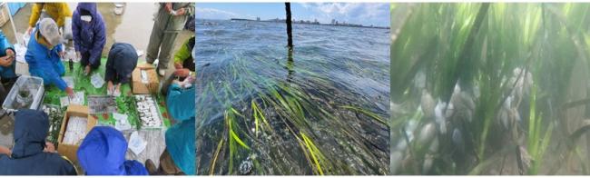 アマモ移植の様子の写真