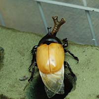 羽化したばかりのカブトムシの写真