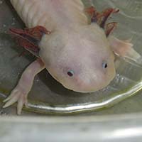 ウーパールーパーの写真