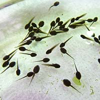 おたまじゃくしの写真