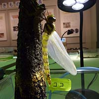 オニヤンマが羽化する写真