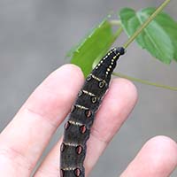 セスジスズメの幼虫の写真