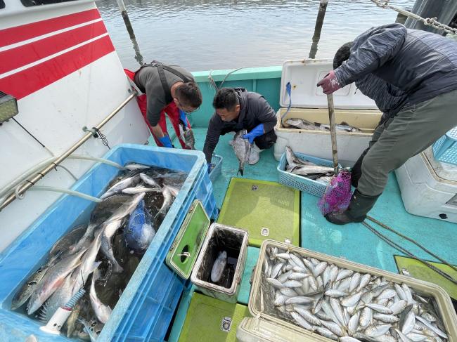 水揚げされた魚の写真