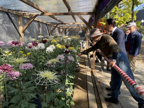 市川市菊華会 菊花展 市長賞の選定の画像