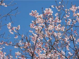 保護区の桜