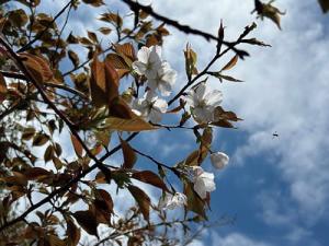 桜２